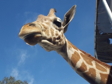 LV LION HABITAT, PENTA CARES